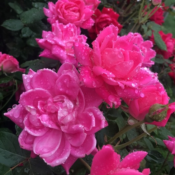 Meet your Posher, Aneta - Picture 1 of 1